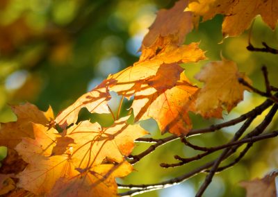 Autumn Beauty