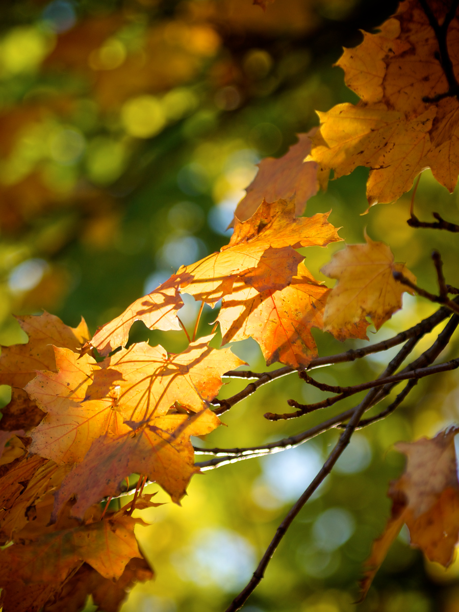 Autumn Beauty